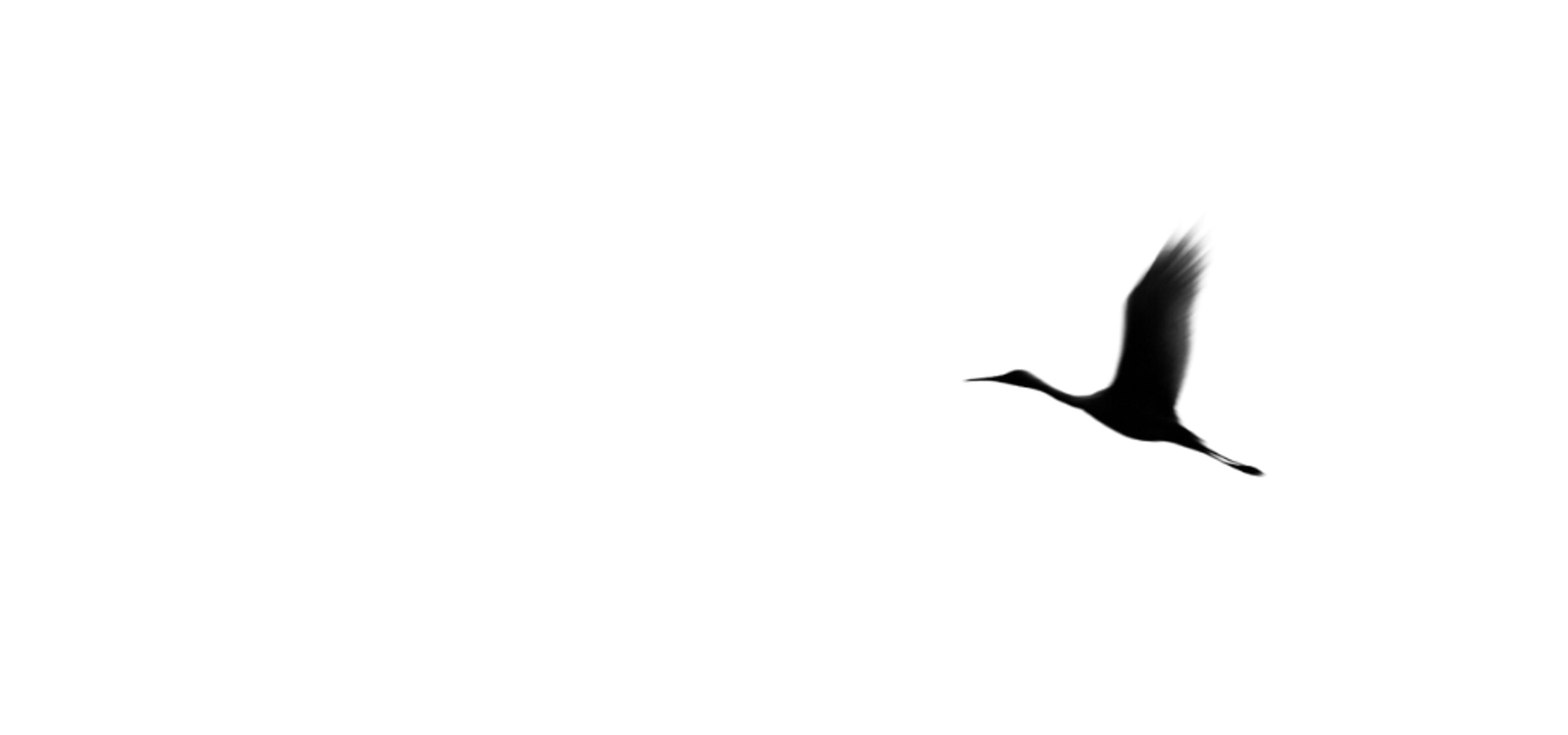 Cranes Academy