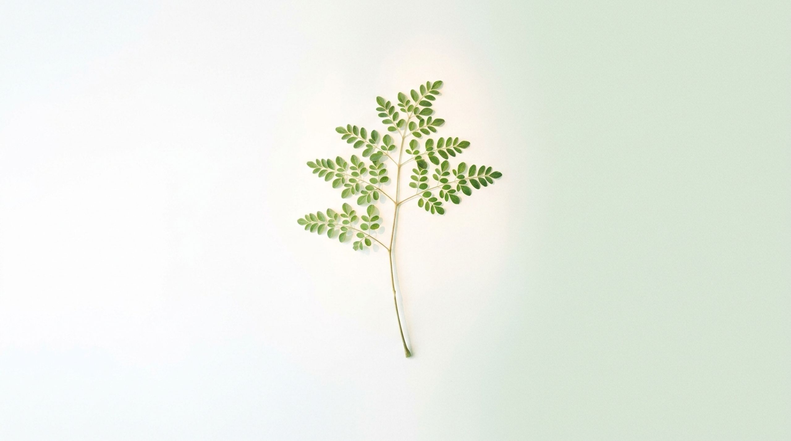 Benefits of Moringa Leaves