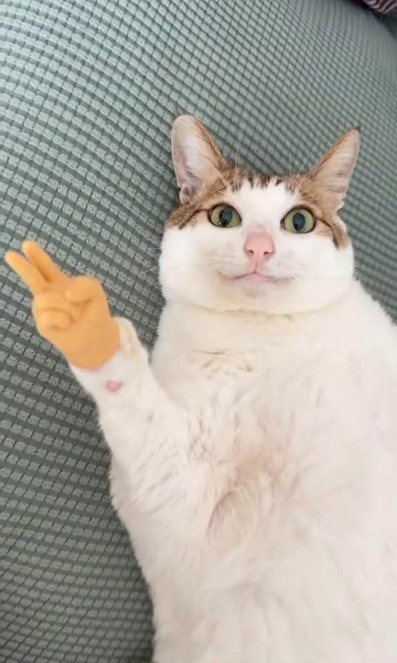 file_fgK0tJQFWPAag