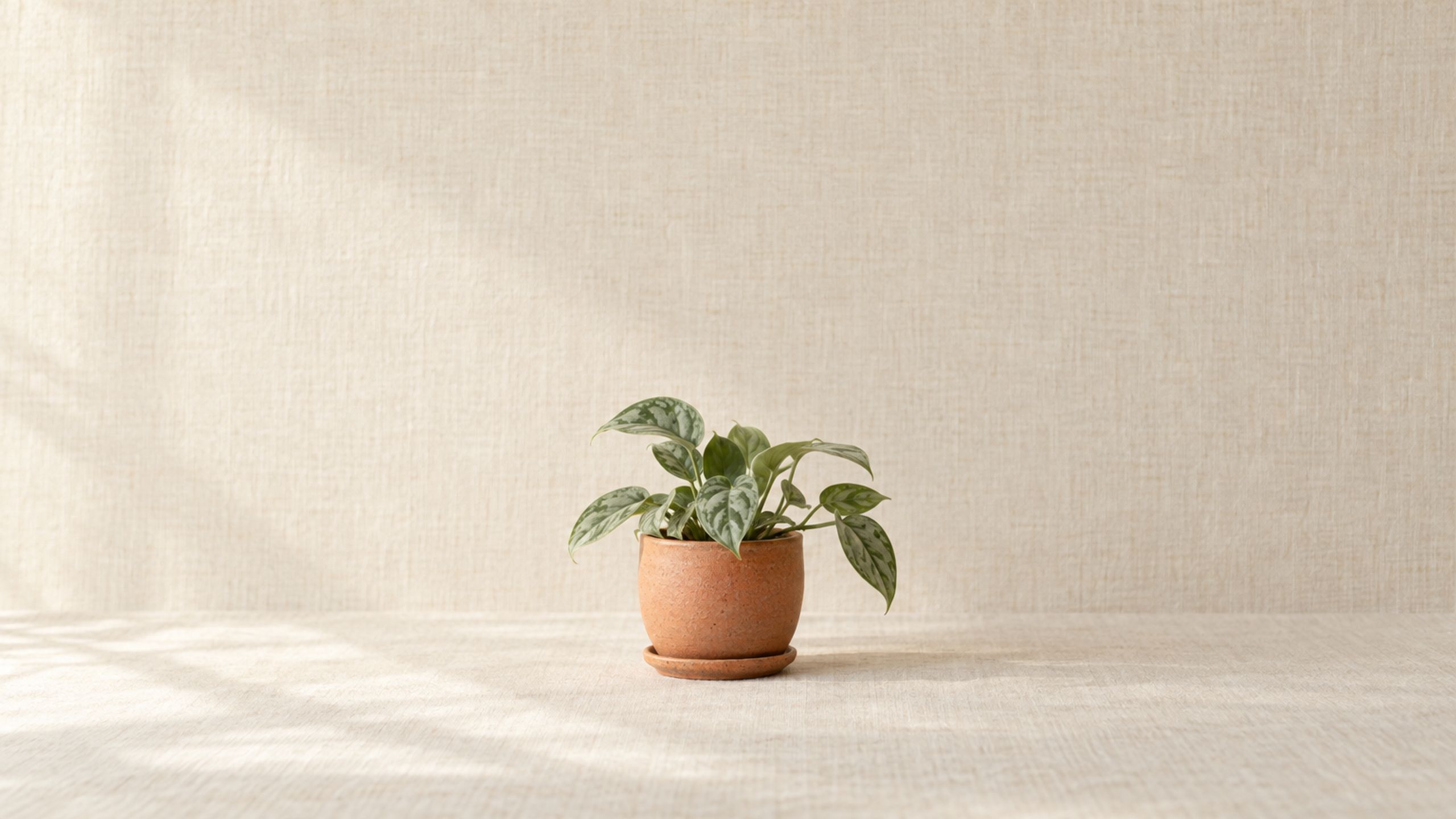 Leaf & Vessel