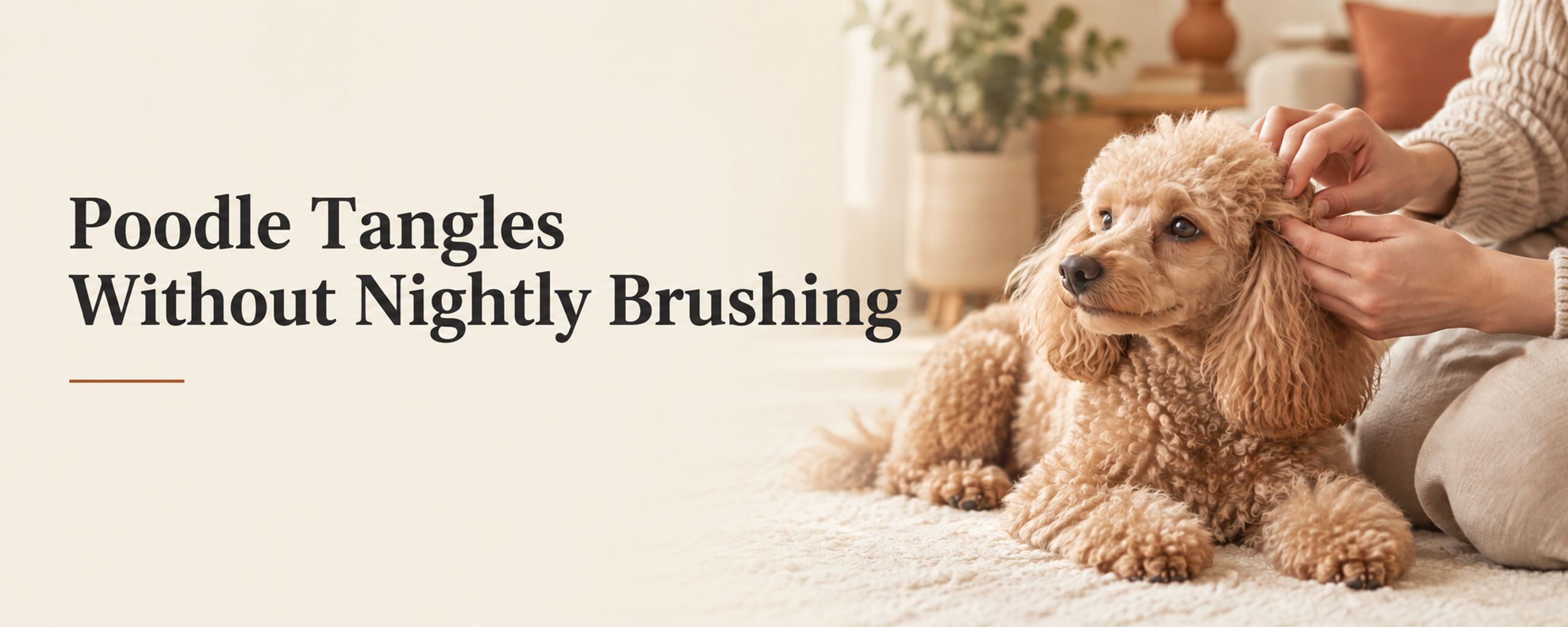 Poodle Tangles Without Nightly Brushing