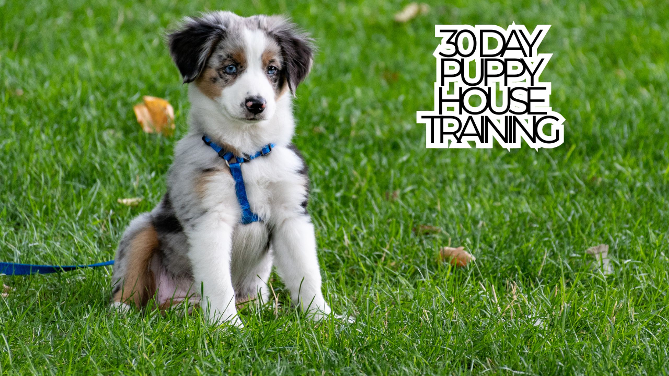  30 Day Puppy House Training Blueprint