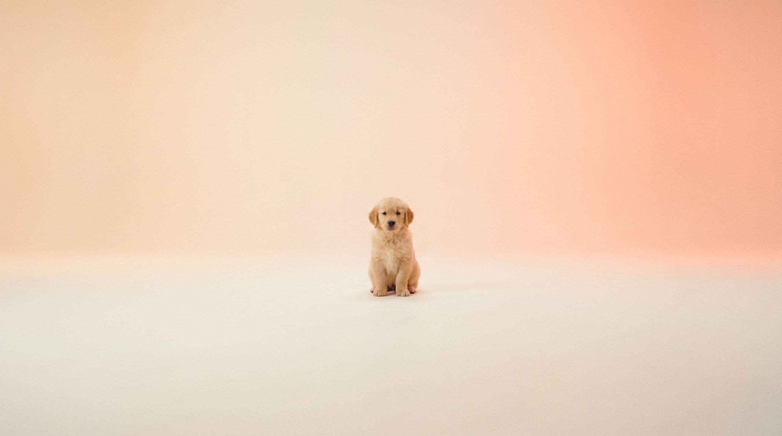 The Puppy Feed