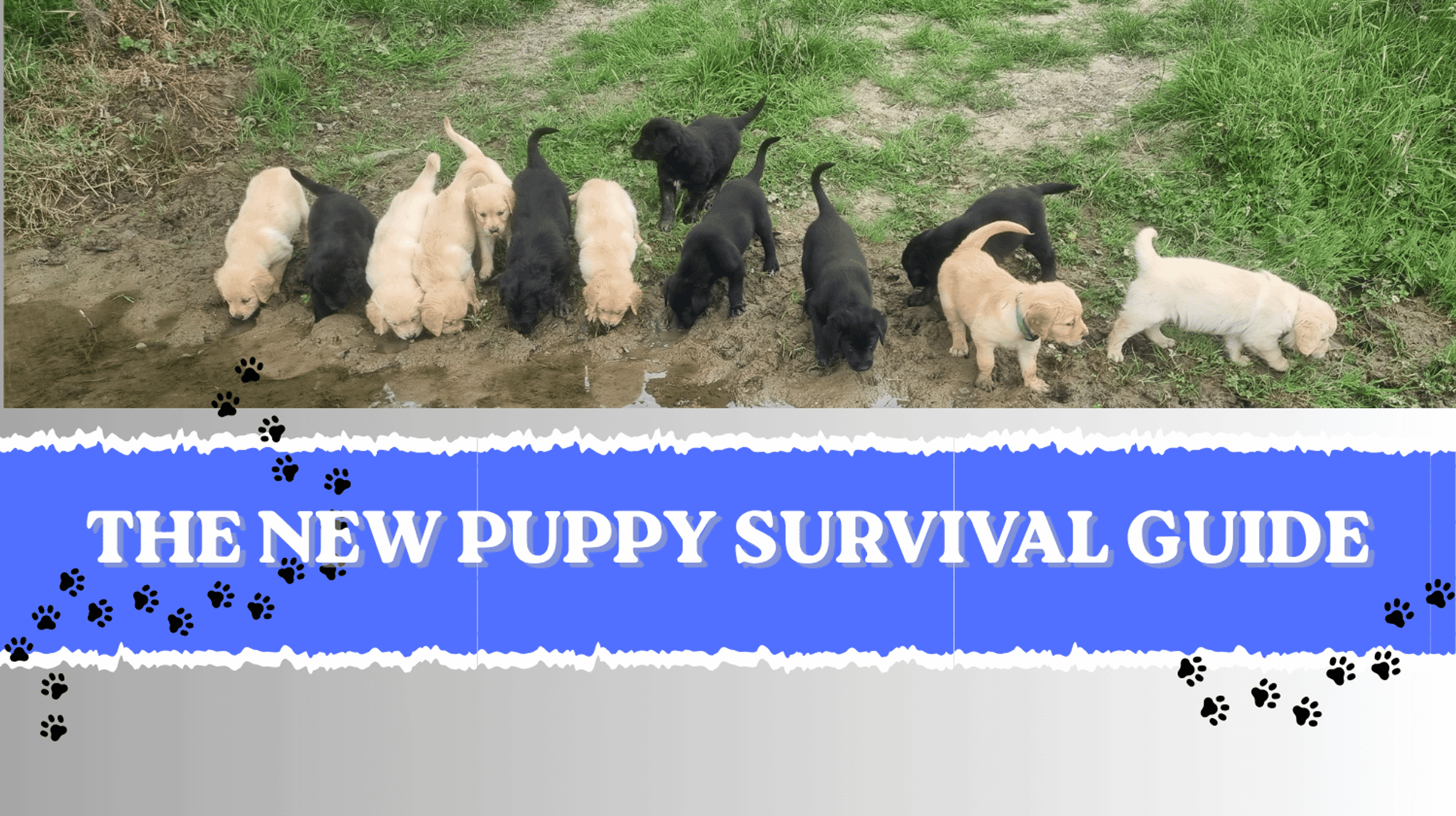 The New Puppy Survival Guide