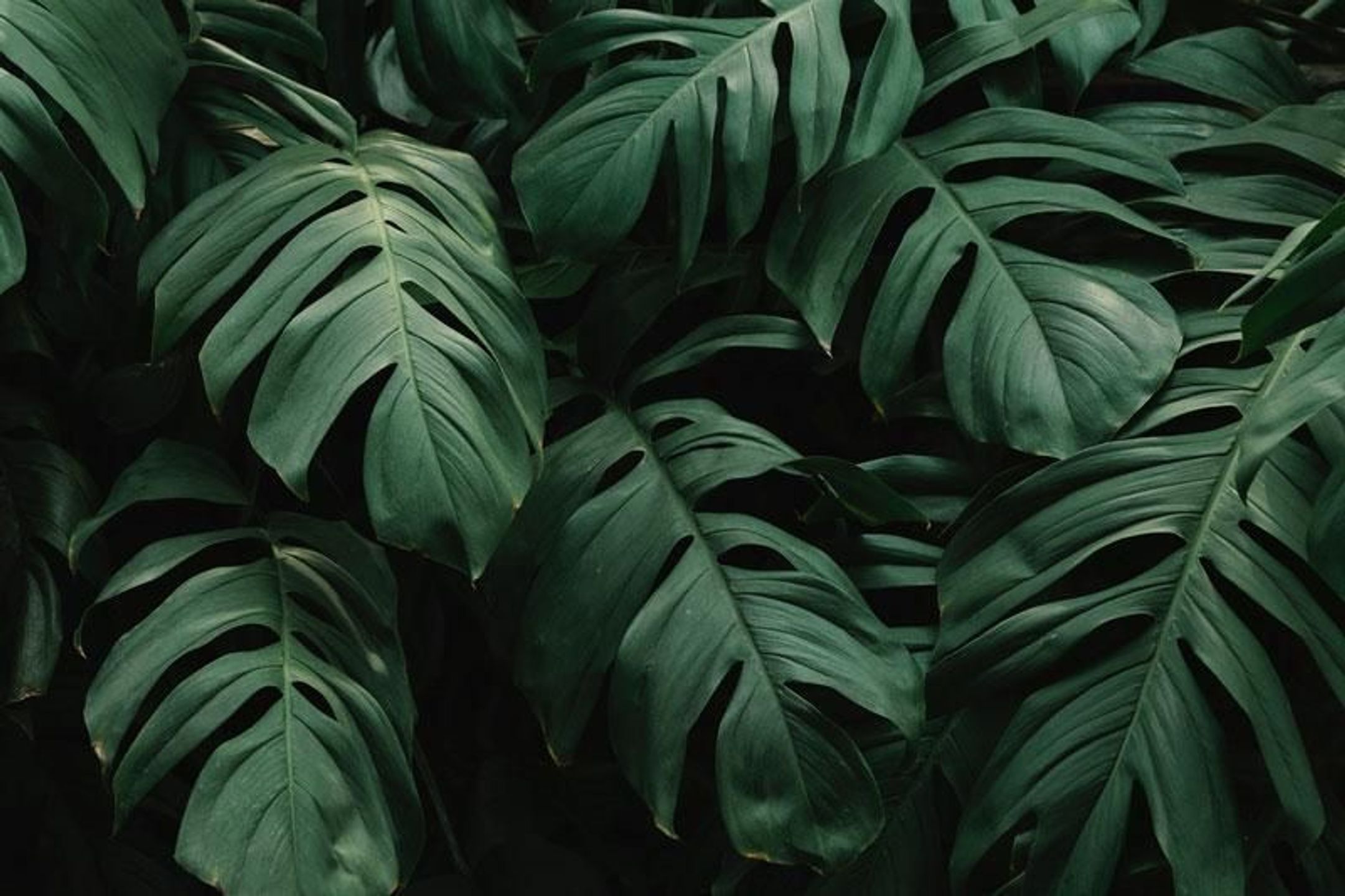 Sage & Soil