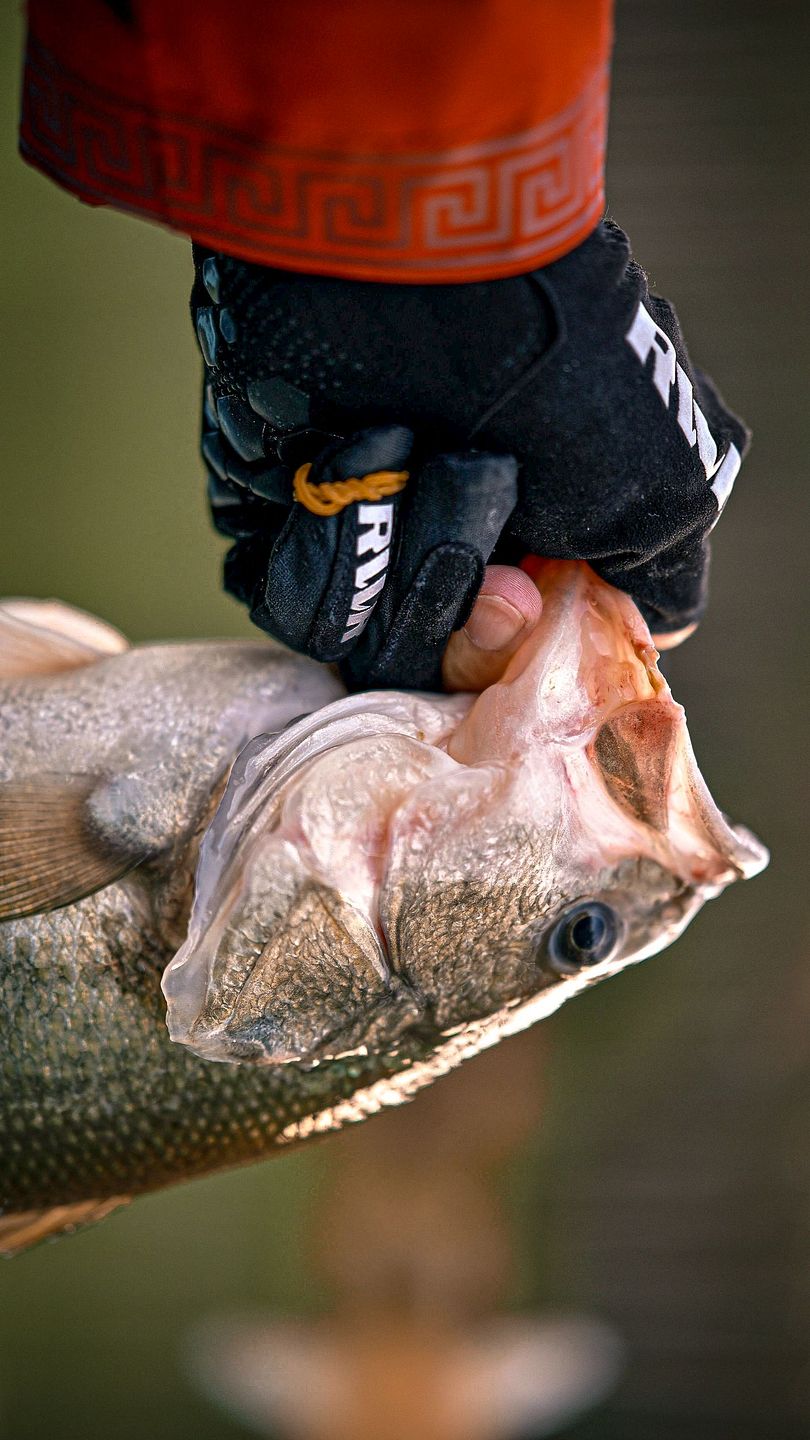 Hooked on Bass
