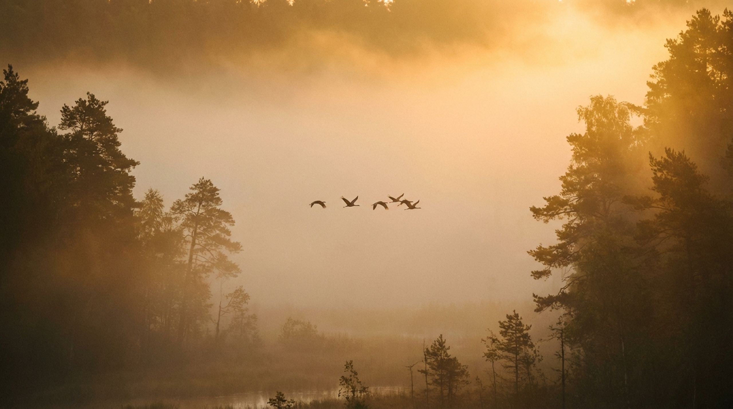 Avian Edge