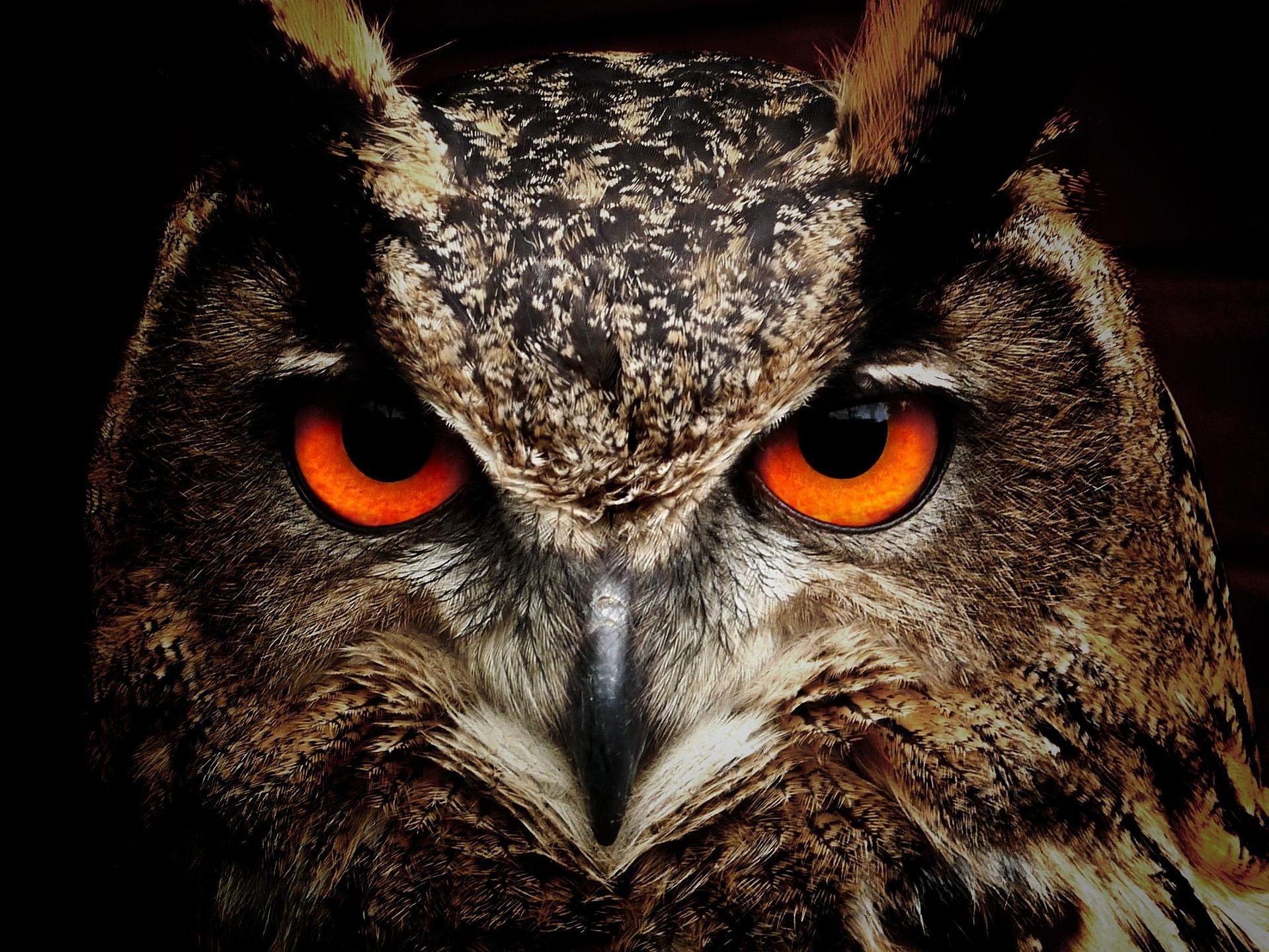 Eurasian eagle-owl