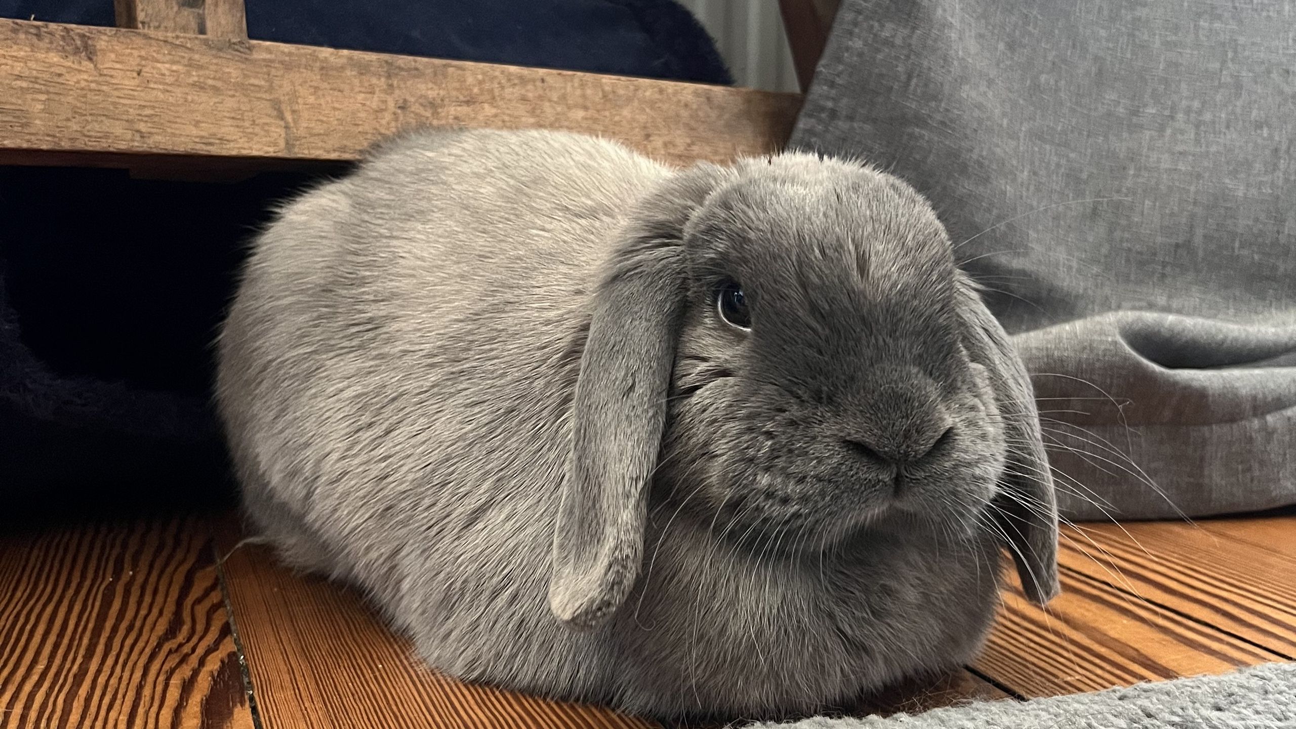 Buzz The Bunny