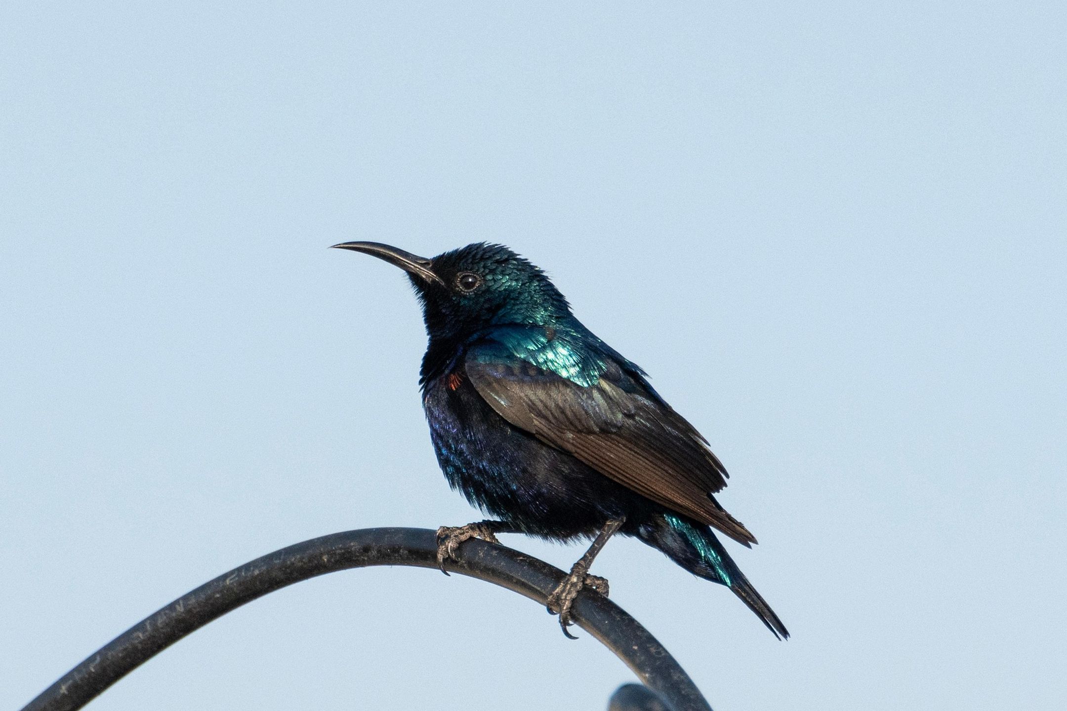 Broad-billed hummingbird