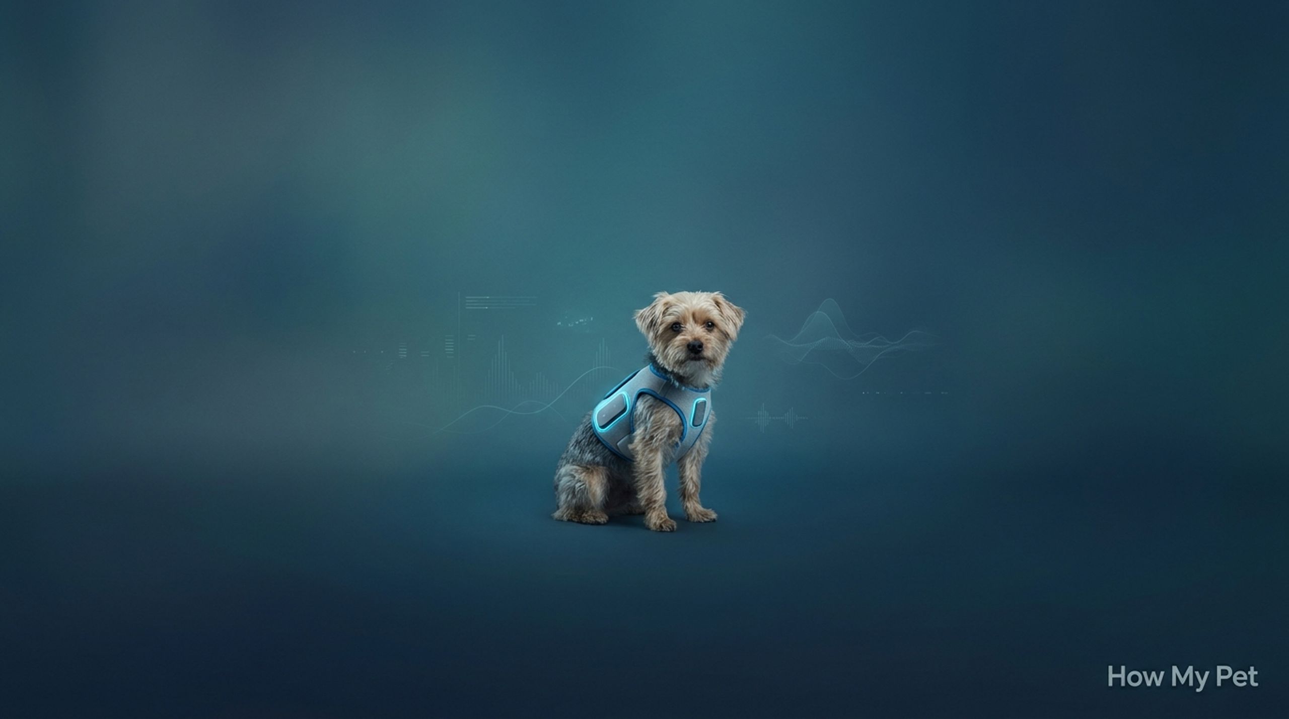 How My Pet