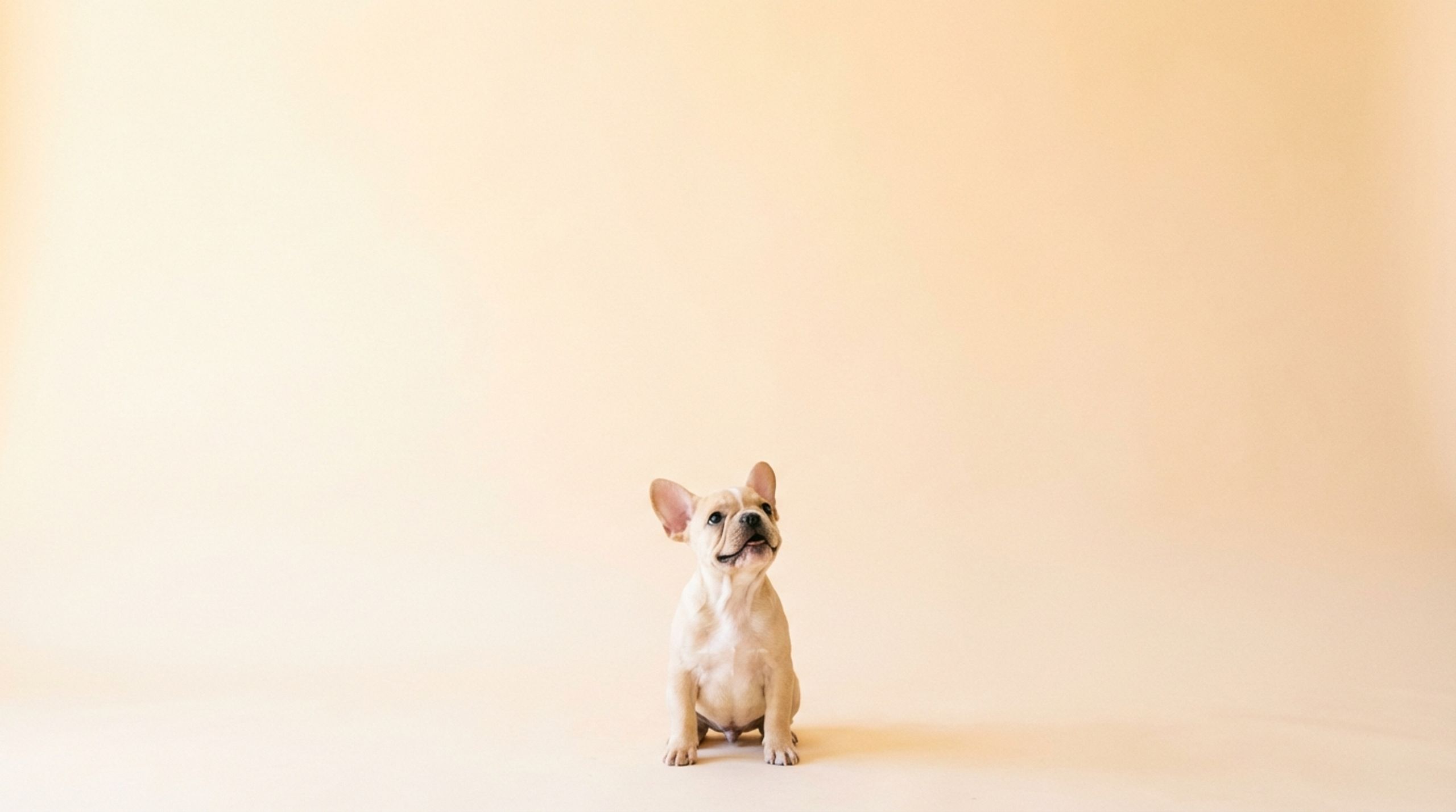 Frenchie Friends 