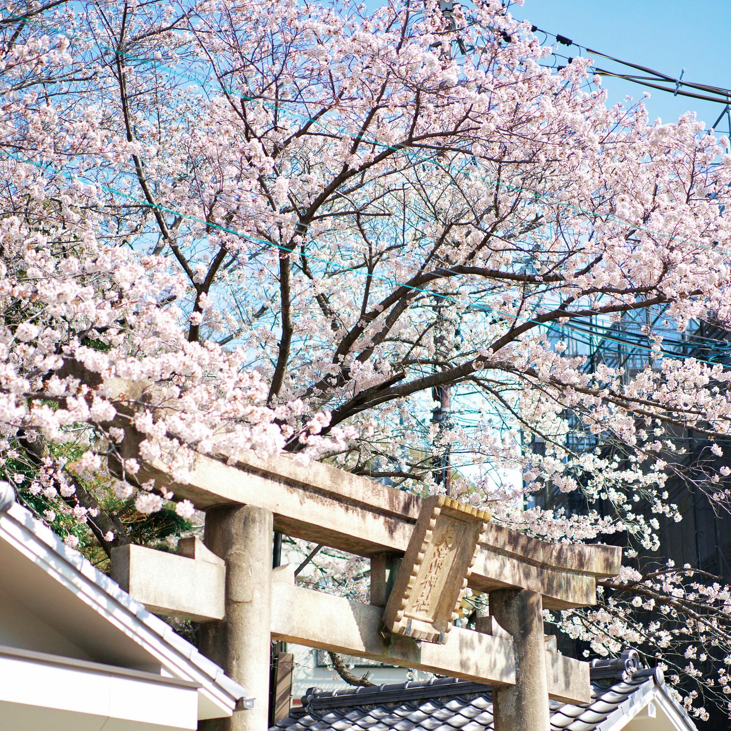 THE JAPANESE WAY TO A BETTER SELF