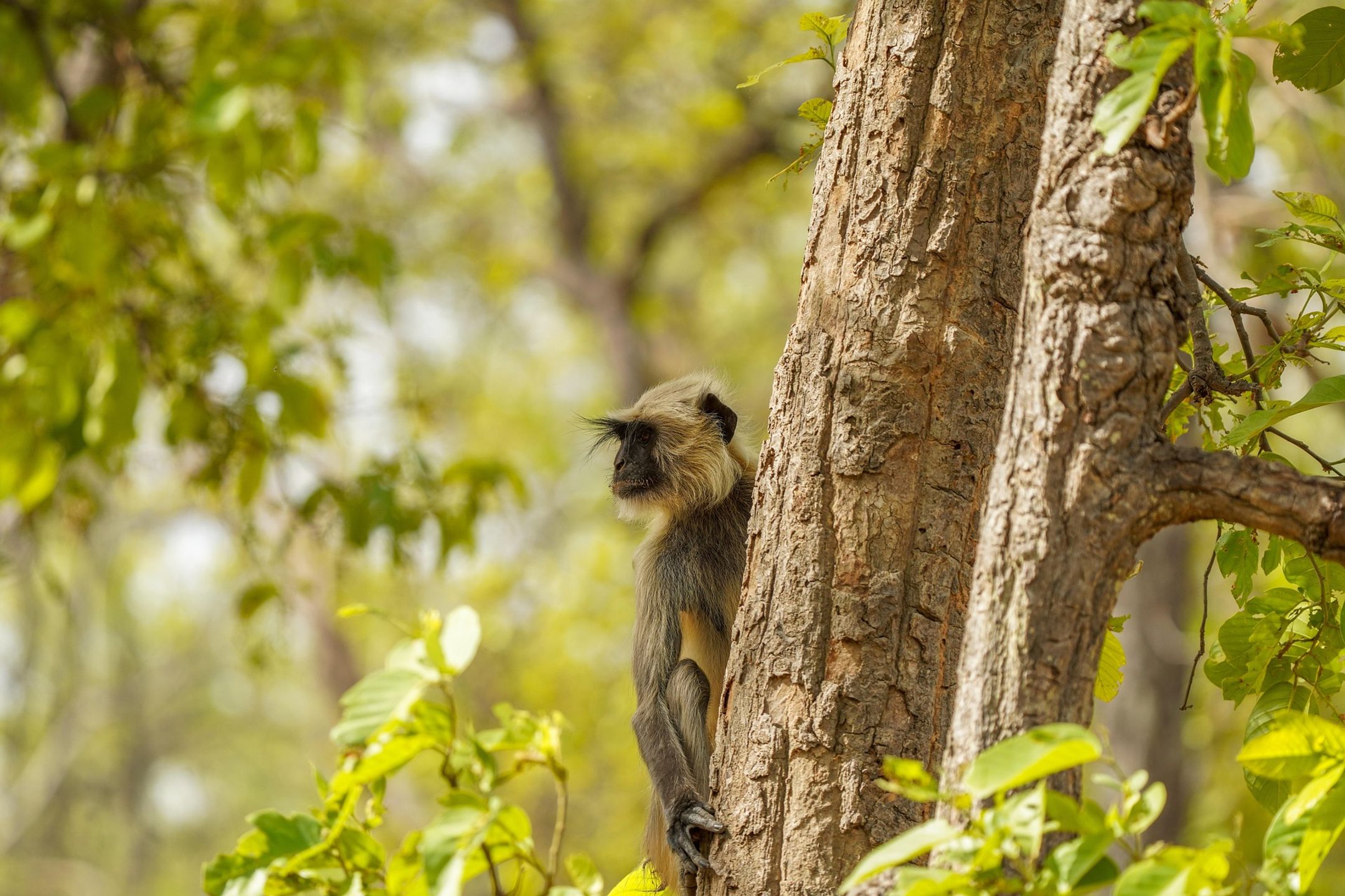 Hanuman langur