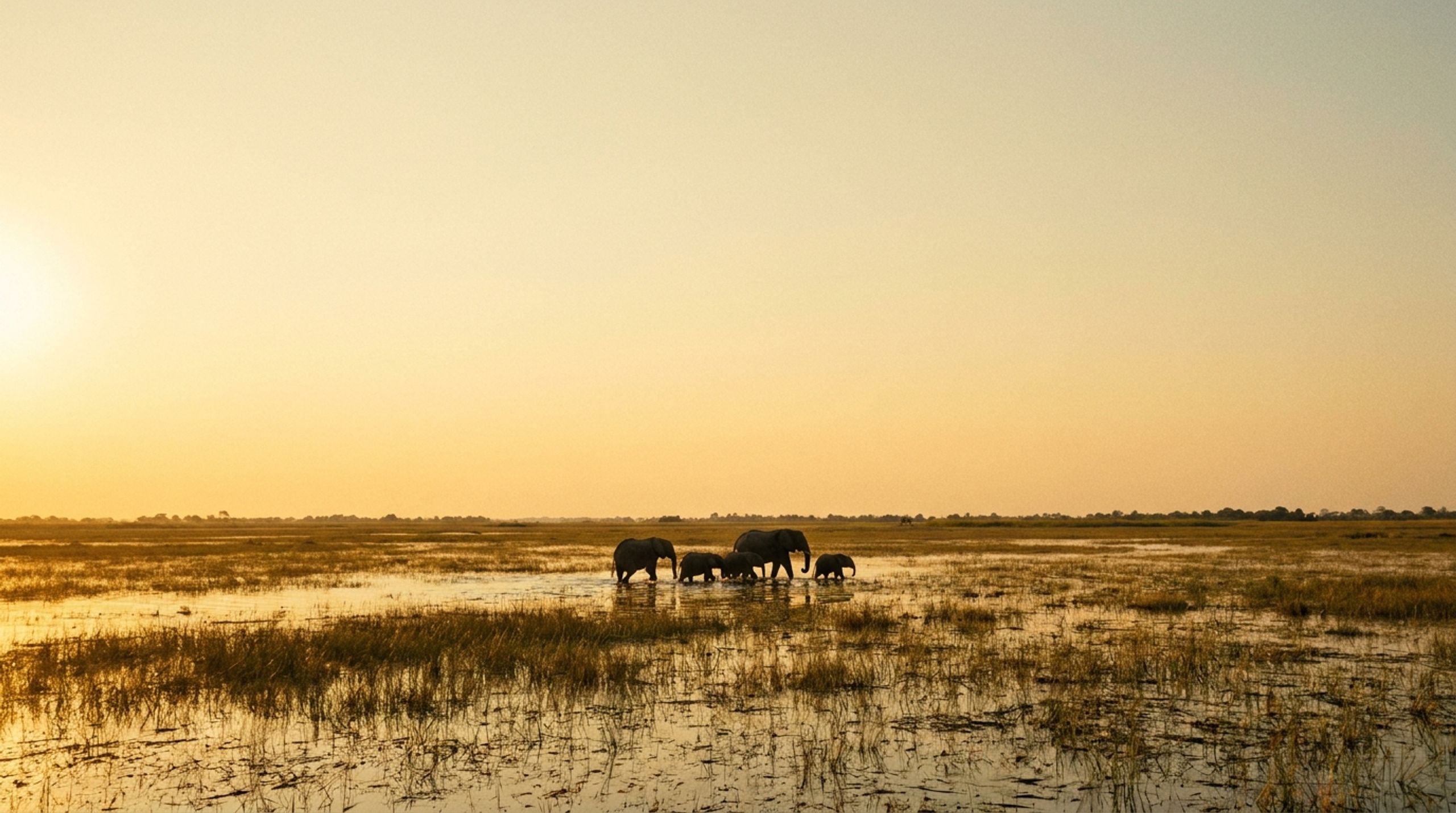 Okavango Collective