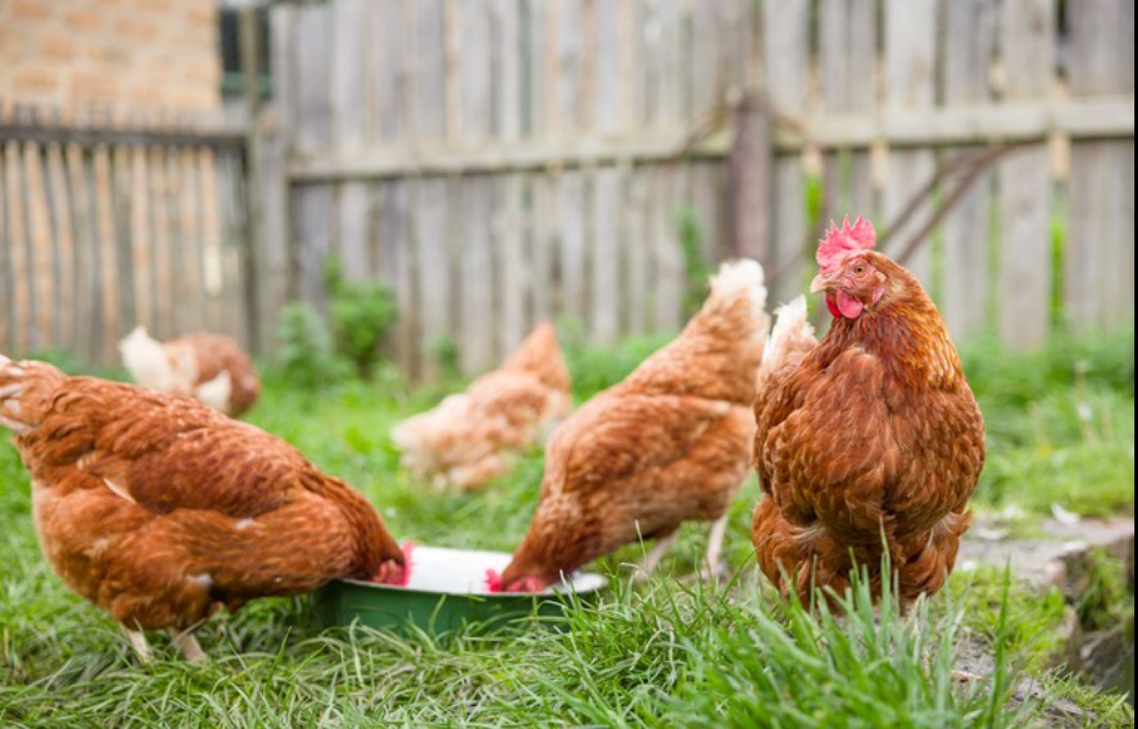 The Chicken Scratch