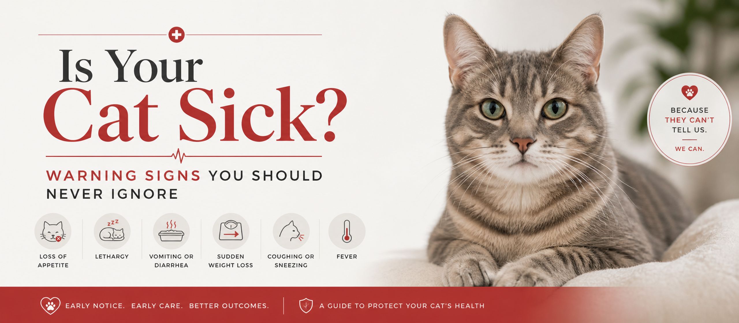 Cat Health Red Flags