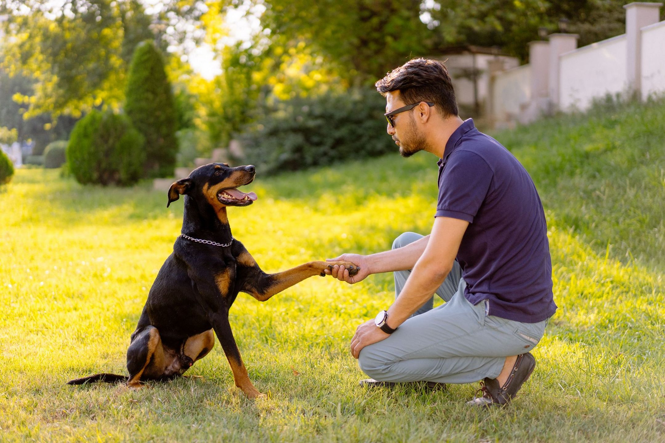 TRAIN YOUR DOG