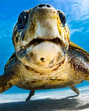 An Ocean impact-driven content listing image on Whop
