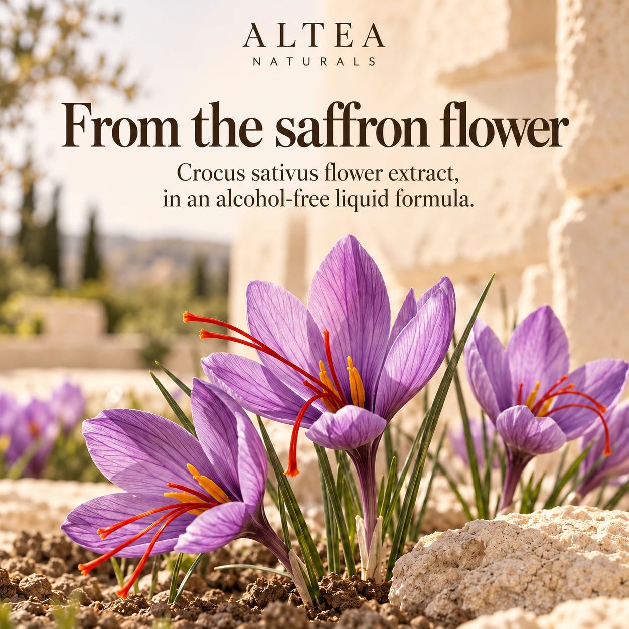 Altea Naturals Saffron Extract Drops — pdp-botanical