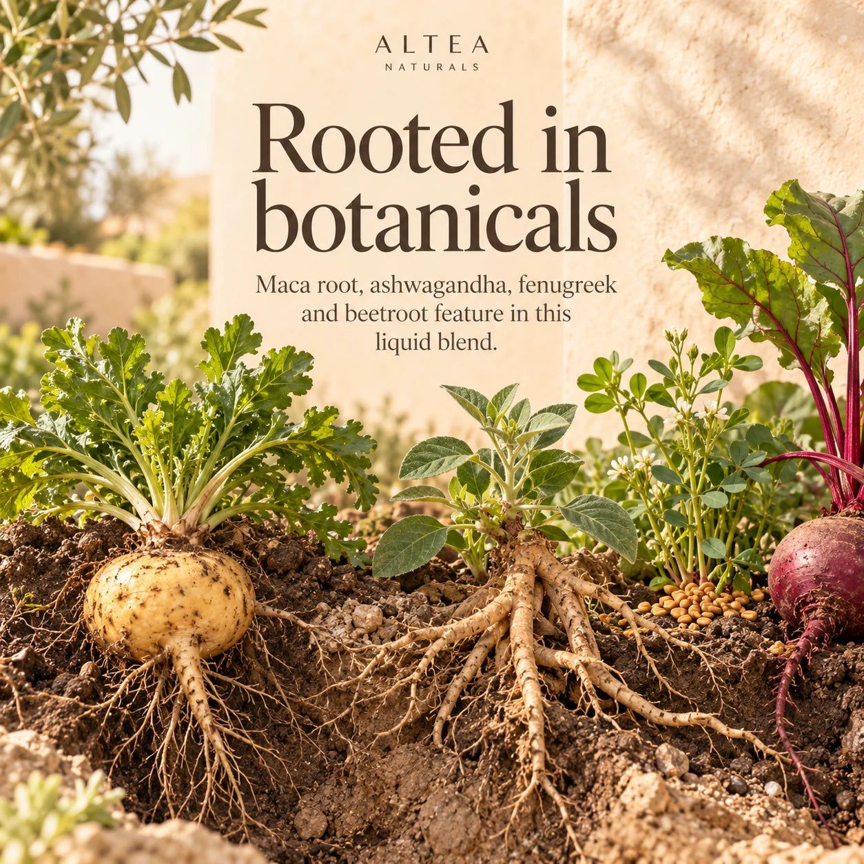 Altea Naturals Maca Root Drops — pdp-botanical