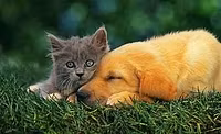 pet essentials