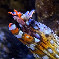 Tidepoolin