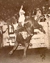 Bull Guru Masterclass