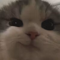 Vedeo