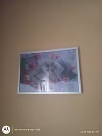 Kitty