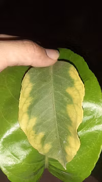 AgroMind