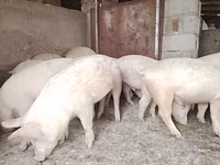 The pigs 