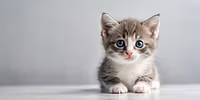 Tauracat
