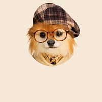 Pet Clothes