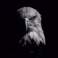 Falcon Fx Empire