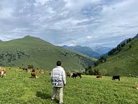 Grassland