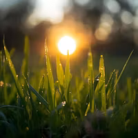 Lawn Success Blueprint