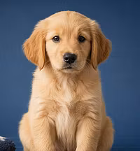 The First-Time Puppy Owner Blueprint