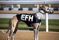 EFH