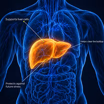How Veyola supports your liver
