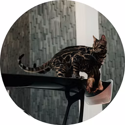 Profile picture