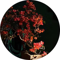 Profile picture