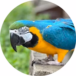 Profile picture
