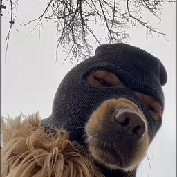 Profile picture