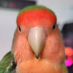 Profile picture
