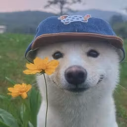 Profile picture