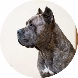 Profile picture