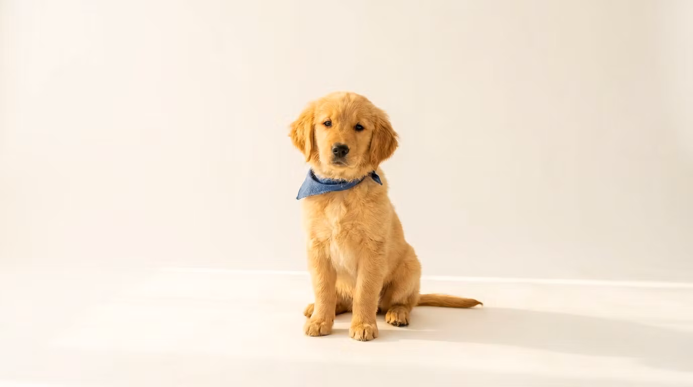 New Puppy Playbook