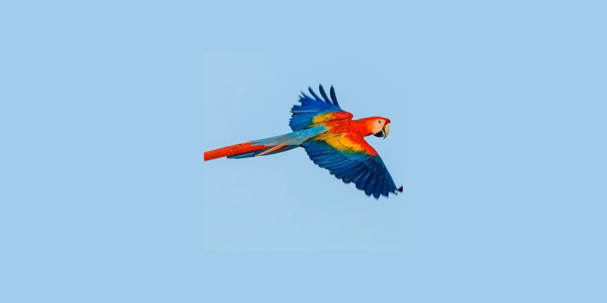 ParrotStock