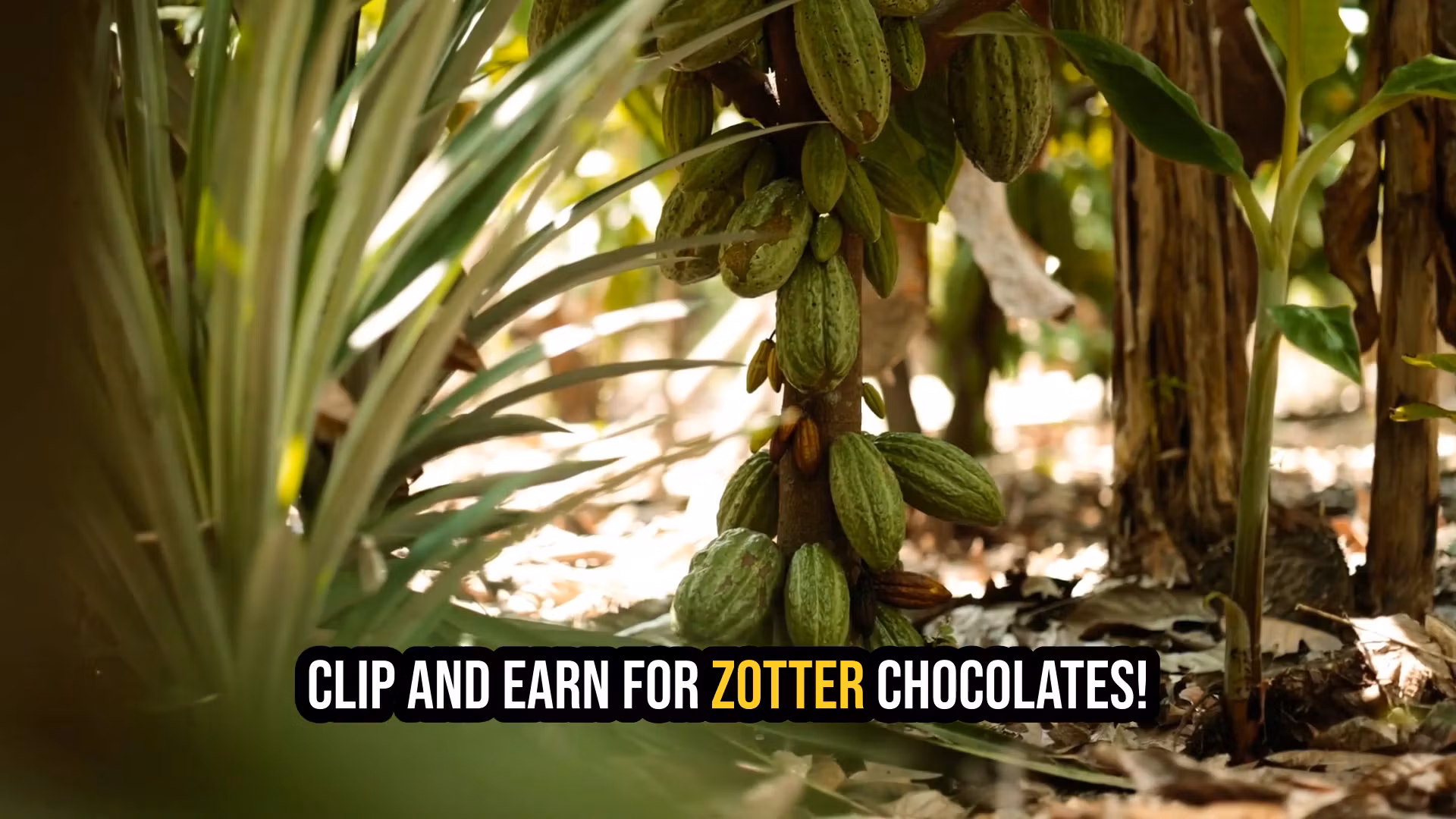 Zotter Chocolates U.S.